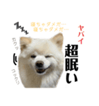 デカ文字③！ポメラニアン達と黒猫（個別スタンプ：31）