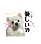 デカ文字③！ポメラニアン達と黒猫（個別スタンプ：33）
