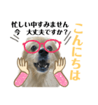 デカ文字③！ポメラニアン達と黒猫（個別スタンプ：34）