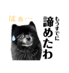 デカ文字③！ポメラニアン達と黒猫（個別スタンプ：36）