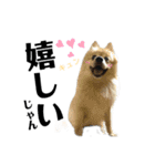 デカ文字③！ポメラニアン達と黒猫（個別スタンプ：37）