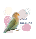 コザクラインコ シーグリーンの茶々くん（個別スタンプ：17）