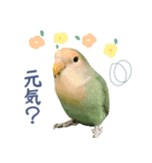 コザクラインコ シーグリーンの茶々くん（個別スタンプ：19）