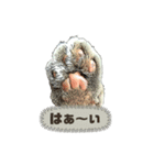 みぃ＆ちゃい＆チロ 510（個別スタンプ：1）