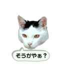 みぃ＆ちゃい＆チロ 510（個別スタンプ：4）