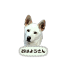 みぃ＆ちゃい＆チロ 510（個別スタンプ：13）