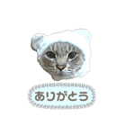みぃ＆ちゃい＆チロ 510（個別スタンプ：25）