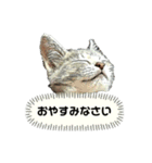 みぃ＆ちゃい＆チロ 510（個別スタンプ：31）