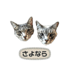 みぃ＆ちゃい＆チロ 510（個別スタンプ：32）