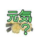 花 簡単会話 でか文字（個別スタンプ：4）