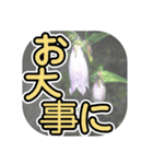 花 簡単会話 でか文字（個別スタンプ：38）