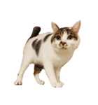 ぶさ猫 ムギくん3（個別スタンプ：1）