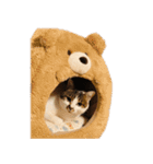 ぶさ猫 ムギくん3（個別スタンプ：3）