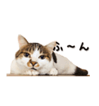 ぶさ猫 ムギくん3（個別スタンプ：4）