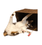 ぶさ猫 ムギくん3（個別スタンプ：5）