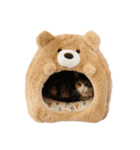 ぶさ猫 ムギくん3（個別スタンプ：6）