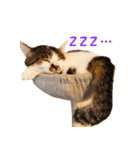 ぶさ猫 ムギくん3（個別スタンプ：8）