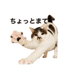 ぶさ猫 ムギくん3（個別スタンプ：10）