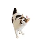 ぶさ猫 ムギくん3（個別スタンプ：11）
