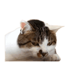 ぶさ猫 ムギくん3（個別スタンプ：12）