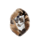 ぶさ猫 ムギくん3（個別スタンプ：14）