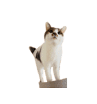 ぶさ猫 ムギくん3（個別スタンプ：15）