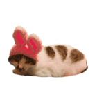 ぶさ猫 ムギくん3（個別スタンプ：16）