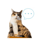 ぶさ猫 ムギくん3（個別スタンプ：17）