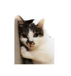 ぶさ猫 ムギくん3（個別スタンプ：18）