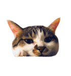 ぶさ猫 ムギくん3（個別スタンプ：19）