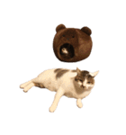 ぶさ猫 ムギくん3（個別スタンプ：21）