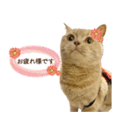ブリショーとだまるのスタンプライフ2（個別スタンプ：4）