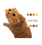 ブリショーとだまるのスタンプライフ2（個別スタンプ：6）