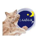 ブリショーとだまるのスタンプライフ2（個別スタンプ：7）
