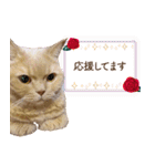 ブリショーとだまるのスタンプライフ2（個別スタンプ：9）