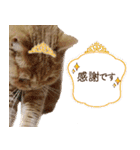 ブリショーとだまるのスタンプライフ2（個別スタンプ：10）