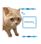 ブリショーとだまるのスタンプライフ2（個別スタンプ：11）