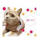 ブリショーとだまるのスタンプライフ2（個別スタンプ：12）