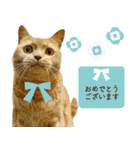 ブリショーとだまるのスタンプライフ2（個別スタンプ：16）