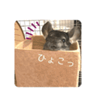 チンチラとろろの使えるスタンプ【日常40】（個別スタンプ：2）