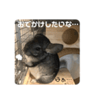 チンチラとろろの使えるスタンプ【日常40】（個別スタンプ：8）