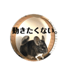 チンチラとろろの使えるスタンプ【日常40】（個別スタンプ：27）