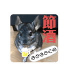 チンチラとろろの使えるスタンプ【日常40】（個別スタンプ：40）