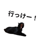 怪傑黒猫おはぎ 参上！その2（個別スタンプ：1）