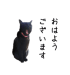 怪傑黒猫おはぎ 参上！その2（個別スタンプ：13）