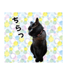 怪傑黒猫おはぎ 参上！その2（個別スタンプ：17）