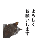 怪傑黒猫おはぎ 参上！その2（個別スタンプ：19）