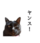 怪傑黒猫おはぎ 参上！その2（個別スタンプ：24）