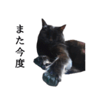 怪傑黒猫おはぎ 参上！その2（個別スタンプ：26）