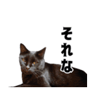 怪傑黒猫おはぎ 参上！その2（個別スタンプ：28）